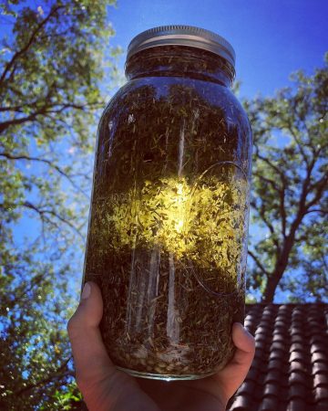 Exalted Mercury Cazimi Oil